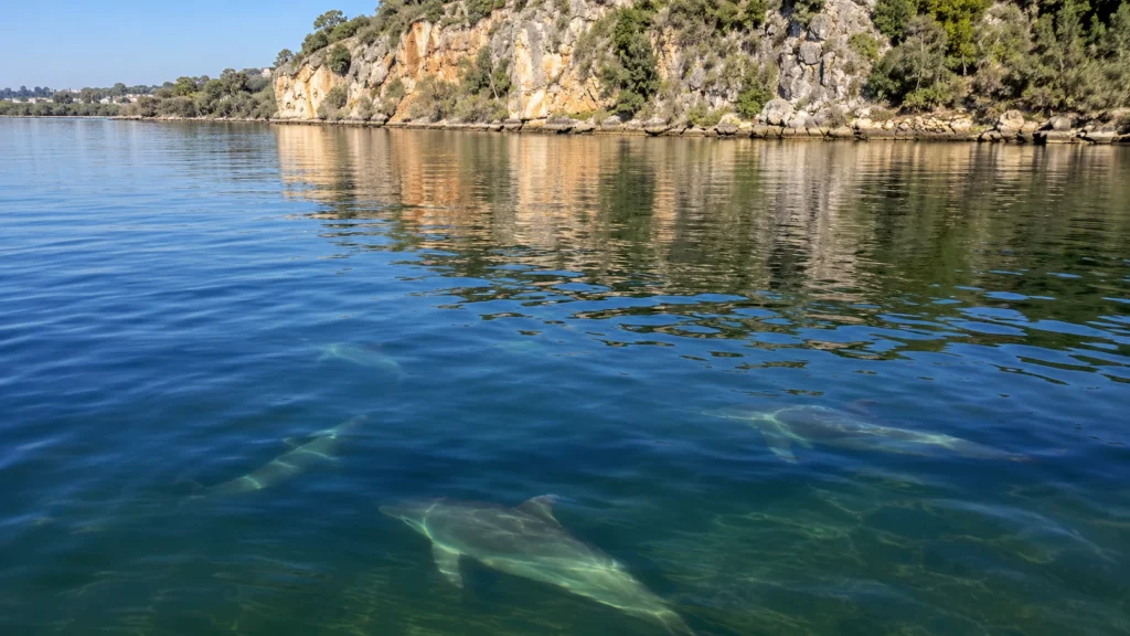 Dolphins feeding underwater in the clear Swan River at Blackwall Reach, Perth, with limestone cliffs in the background